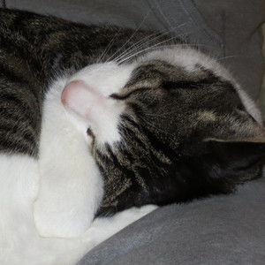 Meet your Posher, Anne-marie